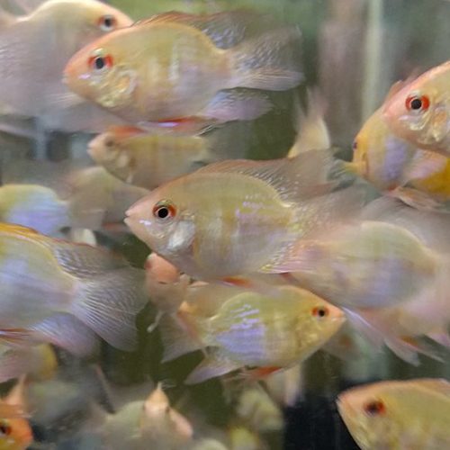 golden-rams-bubble rams-at-wattley-discus