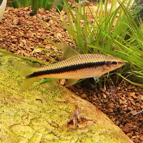 medium-SAE-siamese-algae-eater-at-wattley-discus