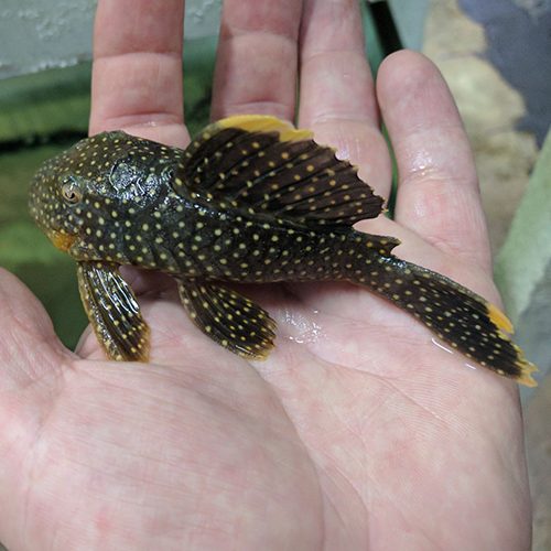 Gold-Nugget-Plecos-for-wattley-discus