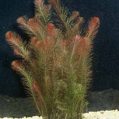 Rotala Wallichii by-wattley-discus