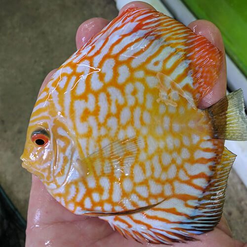 Yellow-Checkerboard-Panda-from-wattley-discus