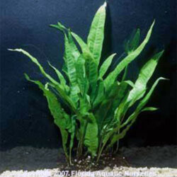 java fern at-wattley-discus