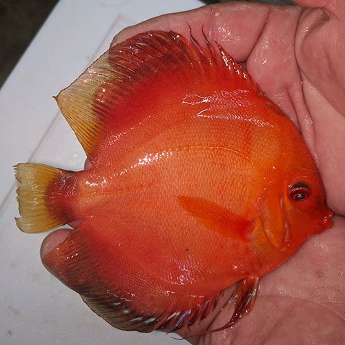 tangerine-dream-by-wattley-discus