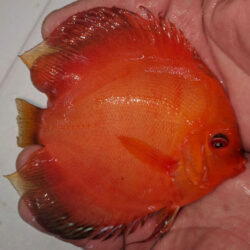 tangerine-dream-wattley-discus