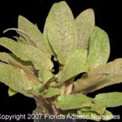 Cryptocoryne wendtii bronze Wattley Discus