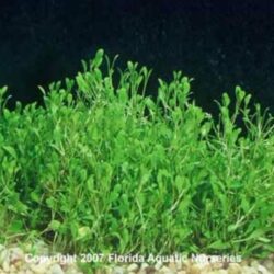 Glossostigma Potted by Wattley Discus