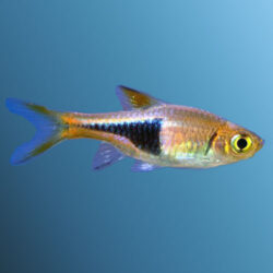 jumbo-harlequin-pork-chop-wattley-discus