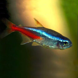 jumbo-neon-tetra-wattle-discus