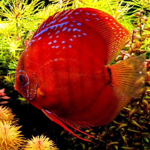 red-ninja-Cuipea-alenquer-cross-medium-wattley-discus