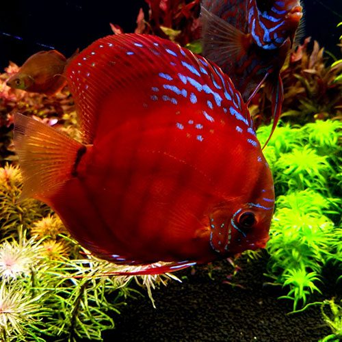 red-ninja-cuipea-alenquer-cross-wattley-discus