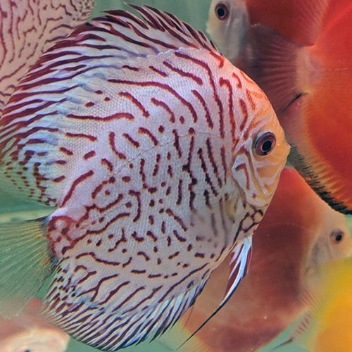 Tiger-Blue-Panda-wattley-discus