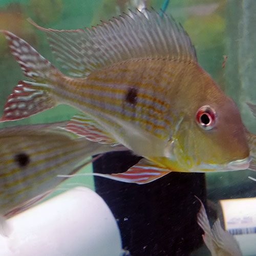 geos-single-wattley-discus