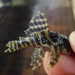 Colombian-Zebra-Plecos-wattley-discus