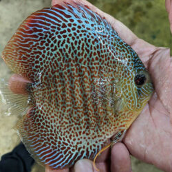 Eruption-discus-fish-wattley-discus