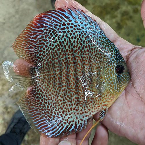 Eruption-discus-wattley-discus