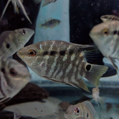 Festivum-Flag-Cichlid-by-wattley-discus