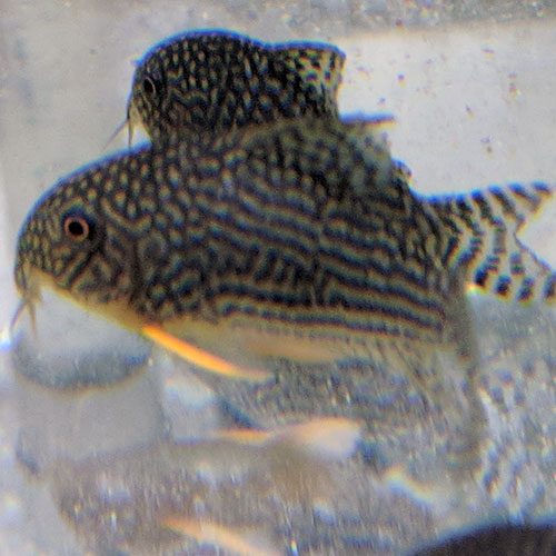 Sterbai-Cory-wattley-discus