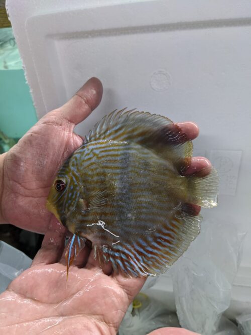 royal blue wild discus