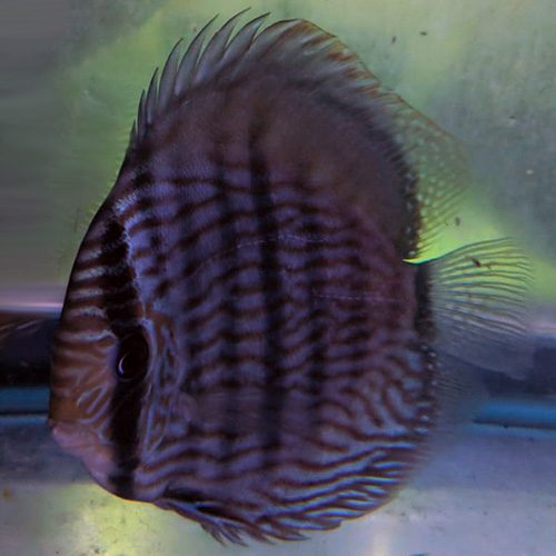 wild-discus-heckle-wattley-discus