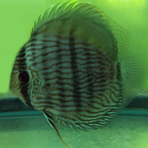 wild-discus-heckles-jack-wattley-discus