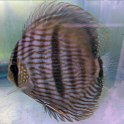 wild-discus-heckles-wattley-discus