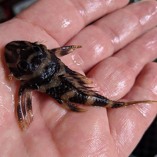 Butterfly-Plecos-wattley-discus