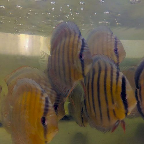 tefe-green-wild-discus-wattley-discus