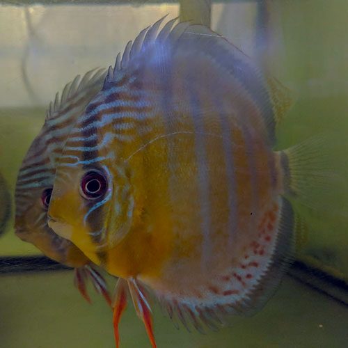 tefe-green-wild-discus-wattley-discus