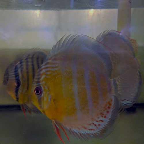 tefe-green-wild-discus-wattley-discus