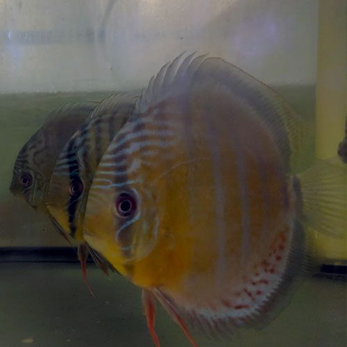 tefe-green-wild-discus-wattley-discus