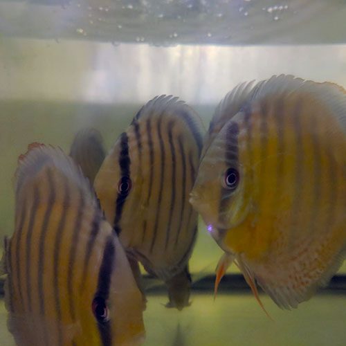 tefe-green-wild-discus-wattley-discus