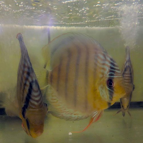 tefe-green-wild-discus-wattley-discus