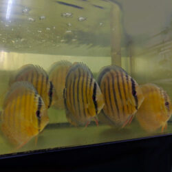 tefe-green-wild-discus-wattley-discus