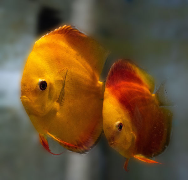 red-melon-wattley-discus