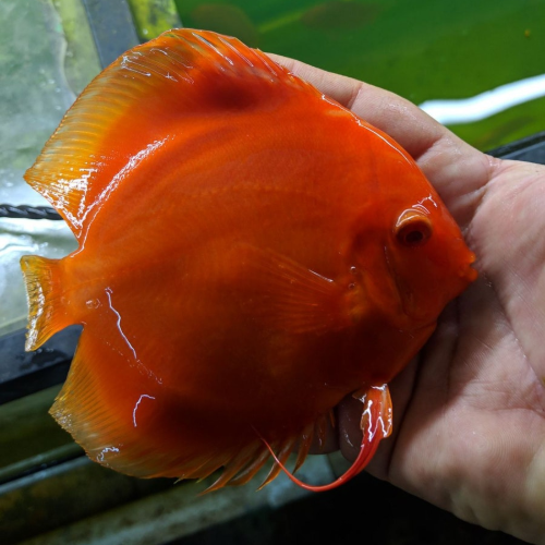 Albino Melon Discus Wattley Discus