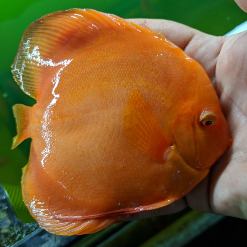 Albino Melon Jack Wattley Discus