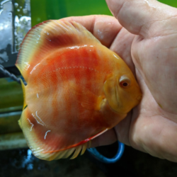 White Halo Albino Melons Wattley Discus