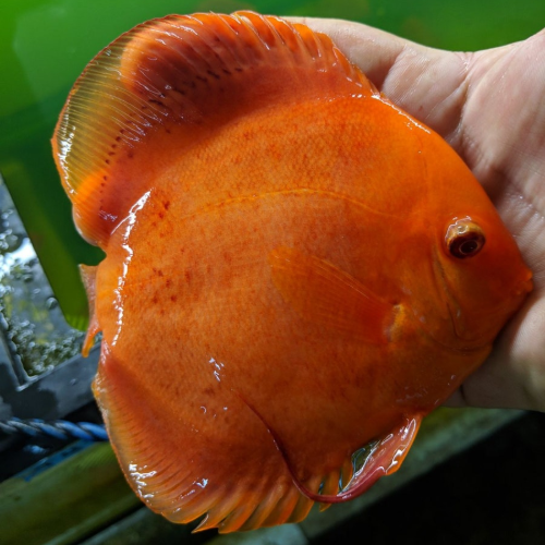 Albino Melon Wattley Discus