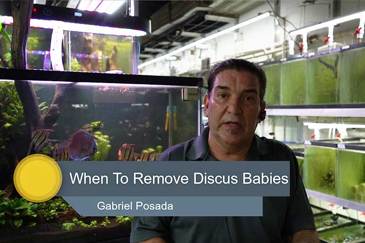 When to Remove New Baby Discus