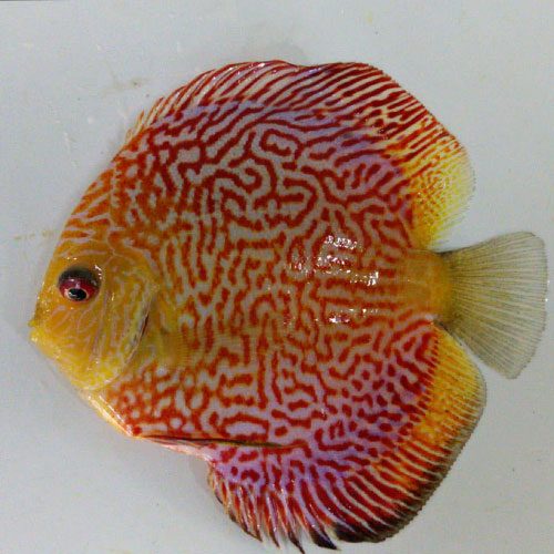 fine-line-red-panda-gp2-wattley-discus