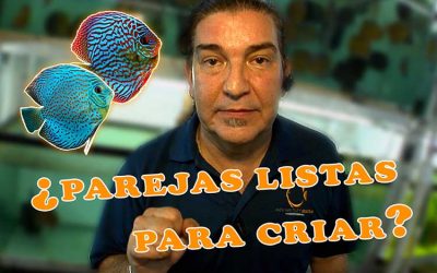 ¿Cómo sabemos cuándo la pareja está lista para criar?