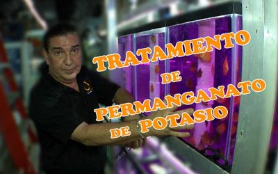 El permanganato de potasio y la importancia de ese tratamiento en la cría de peces discus