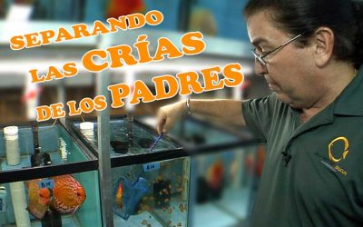 ¿Cuándo remover las crías de los padres?