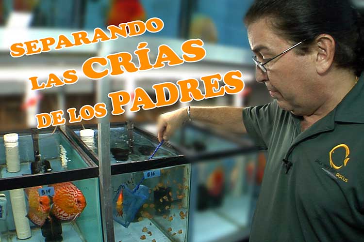 ¿Cuándo remover las crías de los padres?