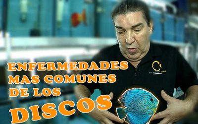 Tratamiento Para Las Enfermedades Mas Comunes De Los Discos