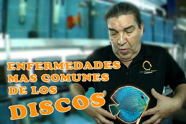 Tratamiento Para Las Enfermedades Mas Comunes De Los Discos