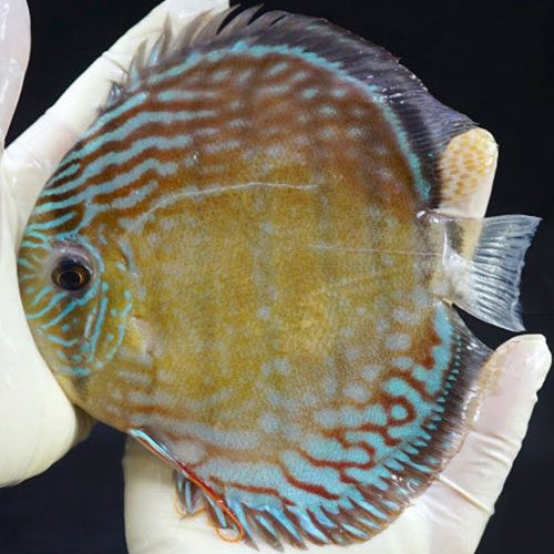 batata-wild-discus-wattley-discus-