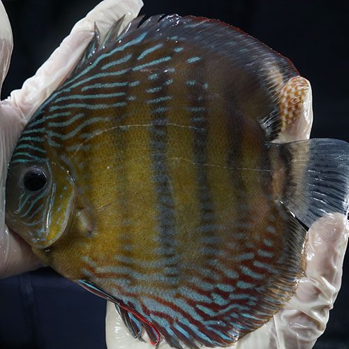 batata-wild-discus-wattley-discus-3