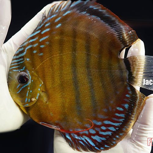 jacarecappa-wild-discus-wattley-discus