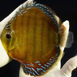 jacarecappa-wild-discus-wattley-discus